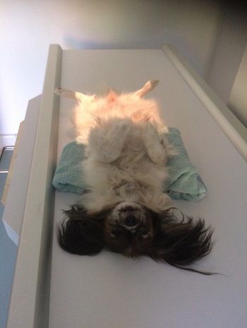 Røntgen ultralyd hund kat Samsø
